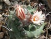 Turbinicarpus_gracilis